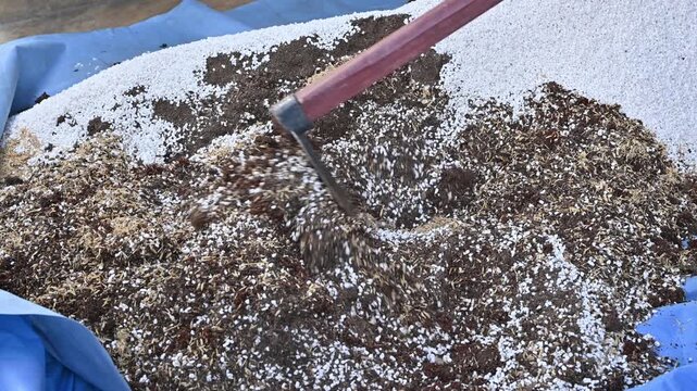 Gardener using a hoe for mix and blend coconut coir, rice husks, cow dung and Perlite for making potting soil. This soil is a soilless, man-made substrate specifically designed for growing plants.