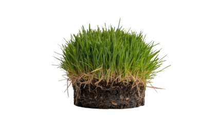 A vibrant clump of green grass with visible roots and dark soil, isolated against a solid transparent background, symbolizing growth and nature. background removed