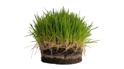 A vibrant clump of fresh green grass with exposed roots and soil, ready for natural design and ecological themes. background removed