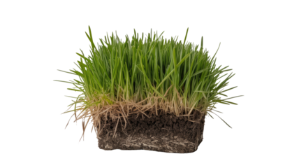 A fresh patch of vibrant green grass with exposed roots and soil, symbolizing growth, nature, and new beginnings. background removed