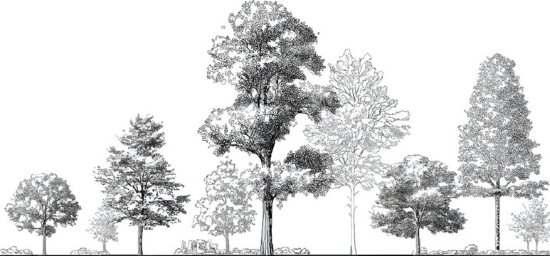 Dense forest canopy with varied tree heights and textures in grayscale trees nature
