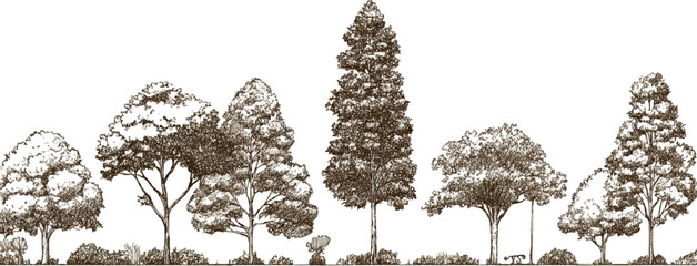 Row of diverse trees with detailed foliage and trunks in a sketch style forest nature © appl