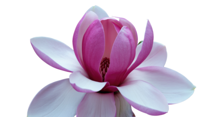 Close-up of a beautiful pink and white magnolia flower blooming, revealing its intricate petals and central reproductive structure on a transparent background. background removed