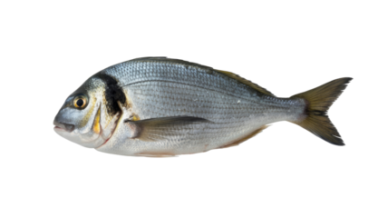 A fresh, whole Gilthead sea bream (Sparus aurata) lies ready for culinary preparation, showcasing its distinctive silvery scales and a dark spot near its gill. background removed