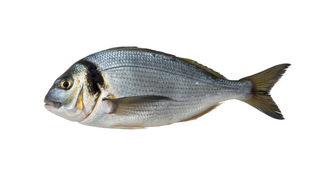 A fresh, whole Gilthead sea bream (Sparus aurata) lies ready for culinary preparation, showcasing its distinctive silvery scales and a dark spot near its gill. background removed