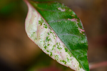 アルテルナンテラ