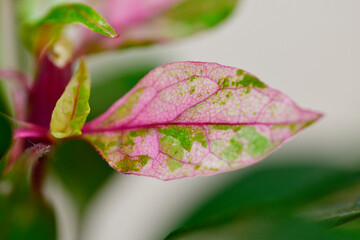 アルテルナンテラ