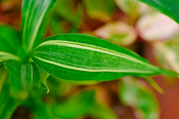 ホウチャクソウ