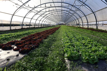 greenhouse with plants