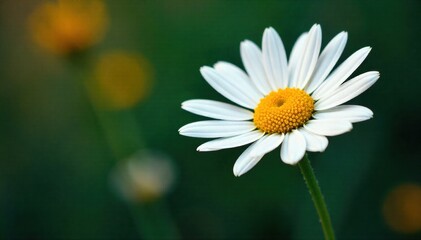 Close up daisy with dew drops An extreme macro shot of a single, perfect wild daisy. Tiny, sparkling dew drops cling to its white petals and yellow center. The background is a soft, dark green bokeh,