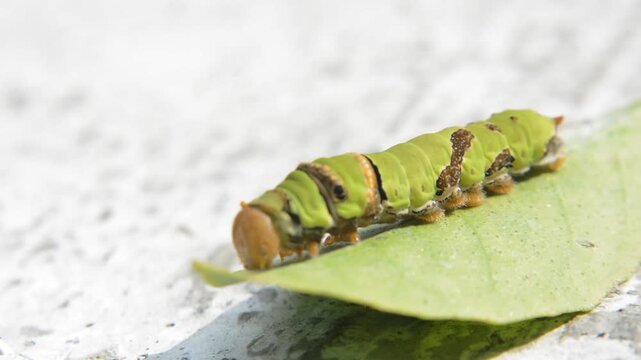 Extreme Close-up of a Large Papilio Caterpillar Feeding and Hiding Behind a Partially Eaten Leaf. Insect Pest, Damage, and Metamorphosis Concept