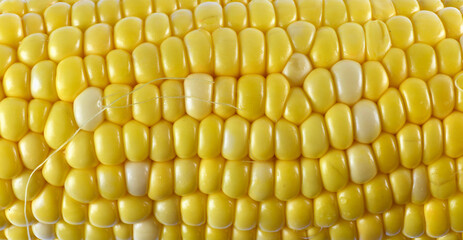 close up on fresh corn cob