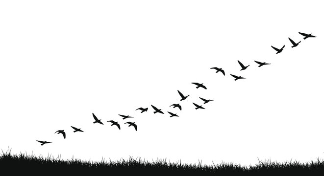 Silhouette of a flock of birds flying in a V-formation over a grassy field against a clear white sky.