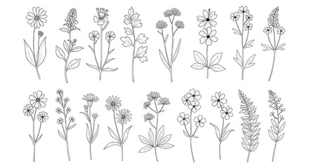 Collection of hand drawn wildflower sketches in black and white