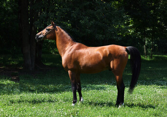Beautiful bay arabian horse walks on summer park