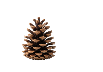 Pristine dry brown pine cone, perfectly formed, standing upright, intricate textured scales, against a transparent studio background, natural design and organic growth concept