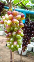 Red grapes hanging on vine in grape farm.