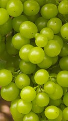 Black opal grapes hanging on vine in grape farm.