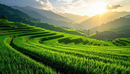 Fototapeta premium Expansive, vibrant green terraced rice paddies are carved into the slopes of rolling hills, illuminated by the golden light of sunrise or sunset.