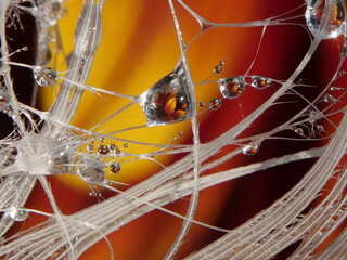 Macro Water Droplet Refraction on Feather with Warm Floral Colors