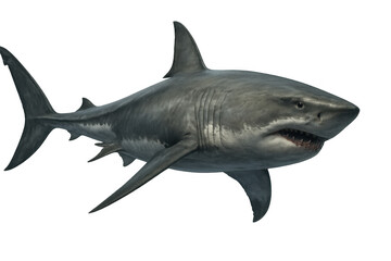 Obraz premium Great white shark swimming horizontally, showing sharp teeth. Dangerous marine predator cut out on transparent background
