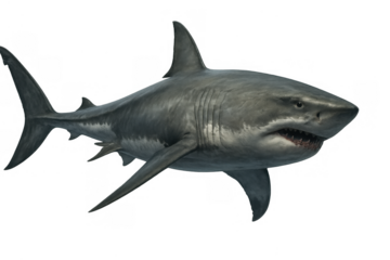 Great white shark swimming horizontally, showing sharp teeth. Dangerous marine predator cut out on transparent background