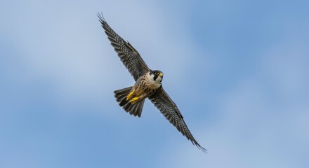 Peregrine falcon soars through the sky gracefully with its impressive wingspan offering an