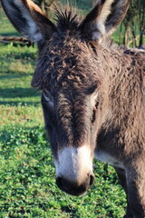 Fototapeta premium portrait of a donkey in field