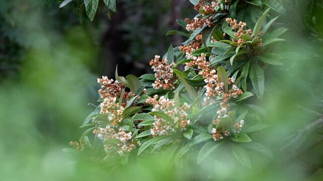 A close-up zoom-in shot of a loquat tree flowers surrounded by dense green leaves with soft foreground and natural lighting
