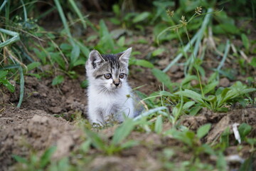 Close-up of a portrait of a cat playing outdoors.