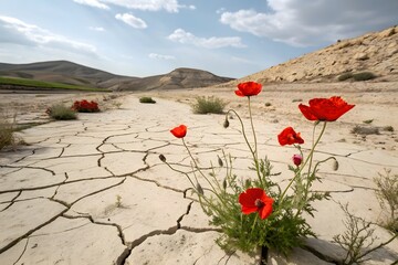 Poppy flowers growing from cracked dry earth