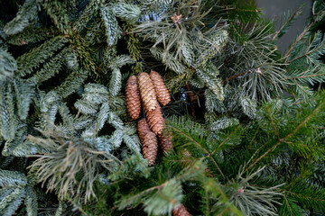 Christmas street decorations. Branches of spruce, fir, pine, cones decorating the entrance to the store.