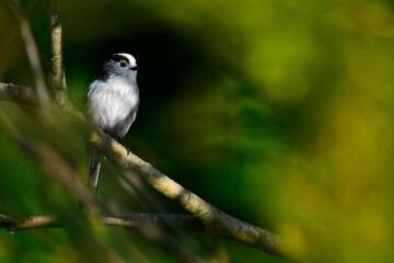 Obraz premium Long-tailed tit // Schwanzmeise (Aegithalos caudatus)