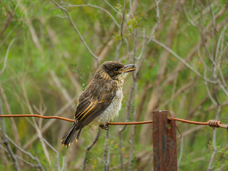  Juvenile Grey Butcherbird (Cracticus Torquatus)