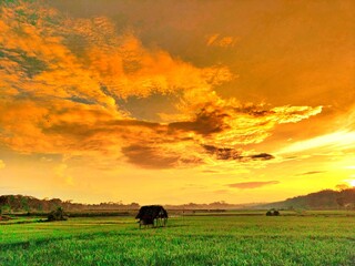beautiful golden our sunset PANORAMA LANDSCAPE OF SEMARANG CITY'S RICE FIELDS TERRACING IN INDONESIA WITH AESTHETIC ABSTRACT PATTERN