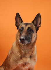 A portrait of a Belgian Malinois with an attentive look against an orange backdrop. The vibrant setting complements the dog's sleek coat and regal demeanor.
