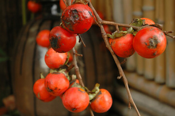 Ripe persimmons growing in the garden of an old Japanese house / 日本の古民家の庭先で実った熟れた柿の実