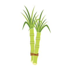 Fototapeta premium Two green sugarcane stalks with vibrant leaves, tied together with a brown string, on a clean white background.