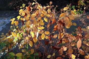Japanese Knotweed (Fallopia japonica)
