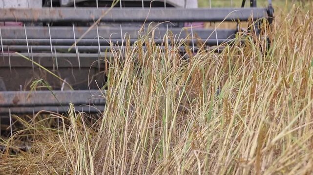 A close-up view of harvested grains in a field, showcasing the intricate details of the crop