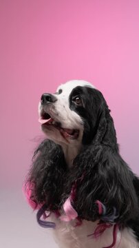 An American Cocker Spaniel sits with head tilted upward in front of a solid pink backdrop. The lighting emphasizes the gentle expression and groomed ears.