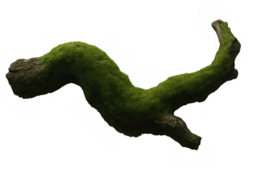 Gnarled tree branch covered in vivid green moss, showing natural texture and organic form on a transparent background