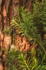 Close up of evergreen needles and textured tree bark