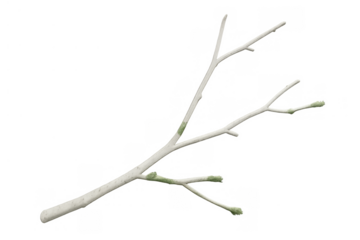 White tree branch budding with green leaf buds showing new growth and spring season on transparent background