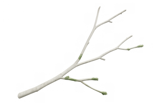 White tree branch budding with green leaf buds showing new growth and spring season on transparent background