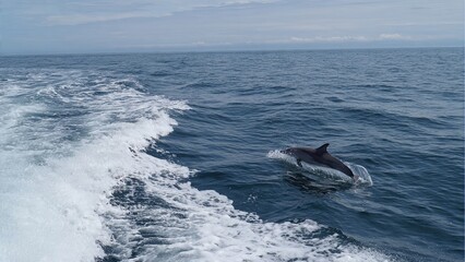 Fototapeta premium Dolphin breaching the surface of the ocean near a boat marine life concept