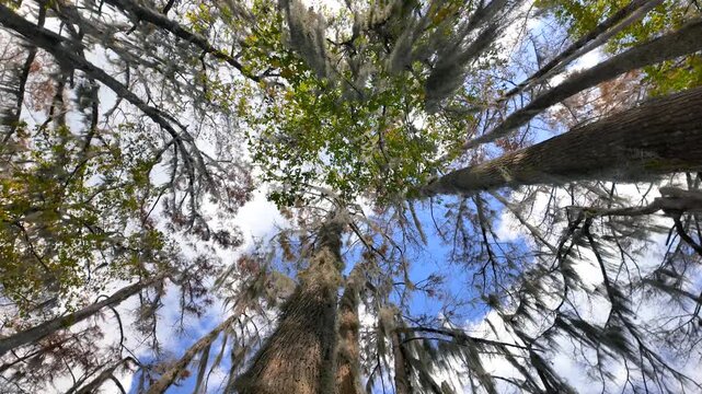 Low angle view of cypress trees draped with Spanish moss.