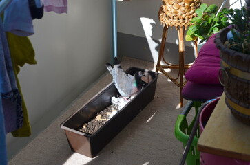Pigeon on the nest waiting to hatch an egg