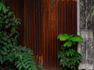Rusty Corrugated Metal Wall with Overgrown Green Plants - Urban Decay Nature Reclaim Texture