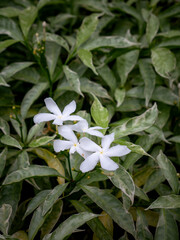 Fototapeta premium White Jasmine Flowers Blooming on Green Leaves Bush Fragrant Tropical Garden Plant